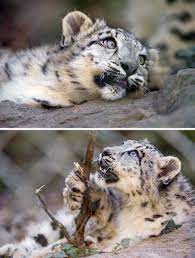 Flickr Animal Planet Big Cats Snow Leopard