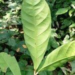 Image result for Carapa procera