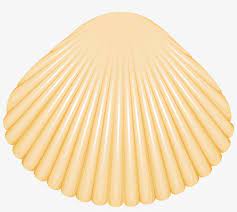 Did you scroll all this way to get facts about clam shell clipart? Clam Shell Png Clip Art Love Live Transparent Png 6000x5072 Free Download On Nicepng