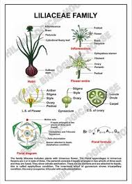 Image result for Liliaceae