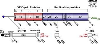 Hand washing reduces the risk of contacting or spreading rhinovirus by transmission via fomites. Analysis Of The Complete Genome Sequences Of Human Rhinovirus Journal Of Allergy And Clinical Immunology
