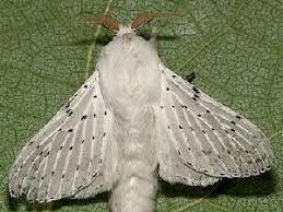 Image result for Artabotrys collinus