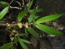 Image result for Sabicea