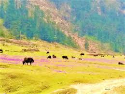 Things to do in north sikkim, yumthang valley of flowers, valley of flowers, lachung is a mountain village, kolkata to north sikkim, north the sikkim is divided into the four districts and every district has its own distinct ambiance, topography, flora and fauna. Sikkims Valley Of Flowers Yumthang Northsikkim Tripoto