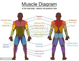 There are more than 600 skeletal muscles, and they makes up about 40 percent of a person's body weight. Human Body Diagram Front And Back Vector Free Ai Svg And Eps