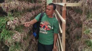 Jahe contoh tumbuhan akar tinggal bobo id teman teman pasti tahu kalau salah satu ciri makhluk hidup adalah bisa bertumbuh dan berkembang biak. Cara Tanaman Umbi Lapis Berkembang Biak Dan Ciri Cirinya Tribun Jambi