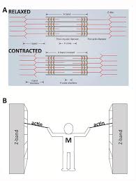 sliding filament theory sarcomere muscle contraction