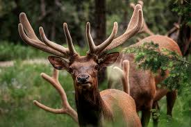 Elk bull fights are numerous during the rut in canada's rockies, but this one was especially striking. Hd Wallpaper Close Up Photography Of Two Buck Elks Elks Herd Animal Antler Wallpaper Flare