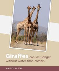 A 2 months b 4 months c 6 months 7 which animal is smaller than a fox but more dangerous? Giraffes Can Last Longer Without Water Facts Zone