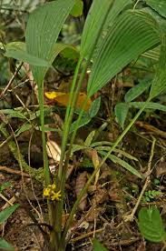 Image result for Hypoxidaceae