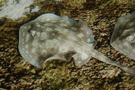 How many differences can you spot? Everything To Know About Stingrays In The Florida Keys