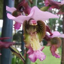 Image result for Eggelingia ligulifolia