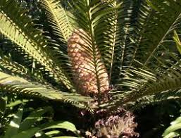 Image result for Encephalartos senticosus