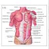 22 unlabeled torso model muscles. 1