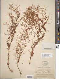 Image result for Canscora alata