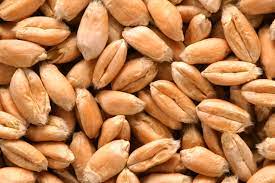 How To Cook Soft Wheat Berries