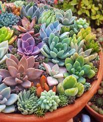 Soil requirements for succulents planted in the ground are less strict than those for container plantings. Succulent Soil