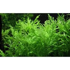 Image result for Hygrophila spiciformis