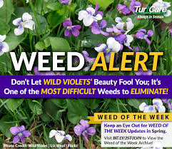 We did not find results for: Weed Alert Don T Let Wild Violets Beauty Fool You It S One Of The Most Difficult Weeds To Eliminate