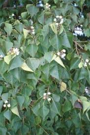 Chinese Tallow Tree Eat The Weeds And Other Things Too