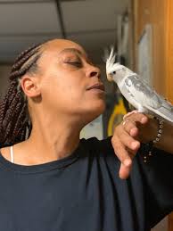 Lost Cockatiel Riley in Hopedale, MA,