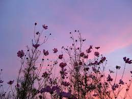Violet aesthetic purple aesthetic aesthetic grunge lavender aesthetic aesthetic photo soft grunge grunge look pastel photo by @dexfiles. Nothing Too Special Photo Purple Aesthetic Art Photography Landscape Illustration