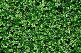 Image result for Selaginella shabaensis
