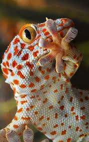 reptiles photography amphibians dibujo