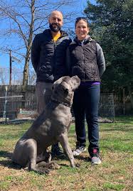 The more free publicity they can. Amid Coronavirus Crisis Pet Adoptions Fostering On The Rise