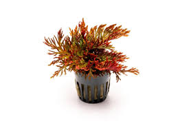 Image result for Selaginella perpusilla