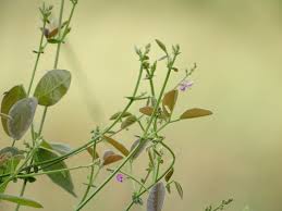 Image result for Desmodium scorpiurus