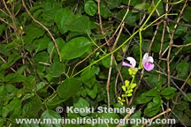 Image result for Canavalia cathartica