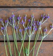 Spanish Eyes Lavender Seeds