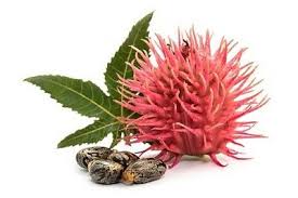 Image result for Ricinus