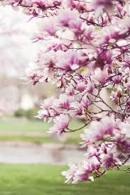 Heights and widths that best reflect the growth pattern for northeast kansas are given as well as a brief description of each tree. Magnolia S Are Seen As A Symbol Of The South In America The Magnolia Is Even The State Flower Of Mississippi Although Wa Magnolia Trees Tree Ornamental Trees