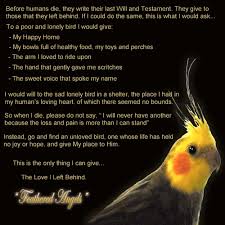 They are curious little birds who can be a great companion for a lifetime. The Love I Left Behind Pet Birds Losing A Pet Parrot Facts