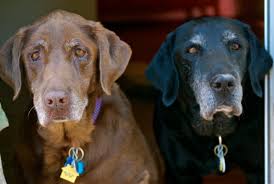 Check spelling or type a new query. Safe Harbor Lab Rescue A Special Love For The Seniors By Jacky Eckard The Grey Muzzle Organization