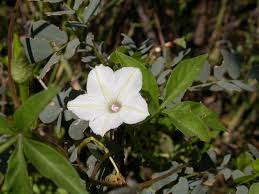 Image result for Ipomoea hochstetteri