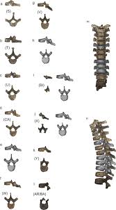 Position of the thoracic vertebrae (shown in red). Original Scans Of The Knm Wt 15000 Thoracic Vertebrae And Virtual 3d Download Scientific Diagram