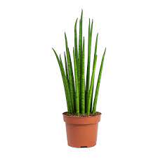 Maybe you would like to learn more about one of these? Sansevieria Fernwood Mikado Snake Plant Hortology