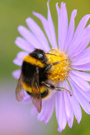 However, africanized bees are aggressive and territorial insects. Bumblebees Push Away Newcomers Who Try To Learn From Them Wired Uk