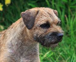 Image result for border teriér