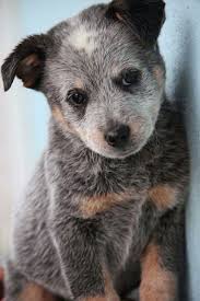 Black Australian Cattle Dog Blue Heeler Australian Cattle Dog Blue Heeler Heeler Puppies Blue Heeler Dogs Austrailian Cattle Dog