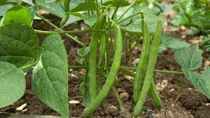 Peas peas are a bit of a pet of mine, i love. How To Grow French Beans Rhs Gardening