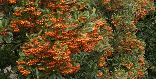 Image result for Pyracantha