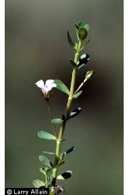 Image result for Bacopa monnieri
