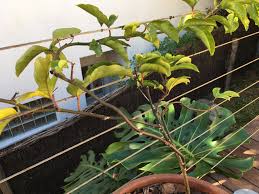 Passion fruit is an intriguing and mysterious fruit that has a surprising number of health and medicinal benefits for those fruit lovers who choose to incorporate it into their diet. Passion Fruit Leaves Yellowing And Falling Off What To Do Bbc Gardeners World Magazine