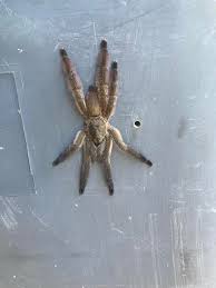 Image result for Stenostelma corniculatum