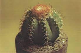 Let your top do the talking with an array of witty expressions, and. Cactus Plants Howstuffworks