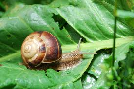 There are several different ways to keep slugs and snails off of your plants and out of your garden. Free Photo Snail In Garden Animal Garden Green Free Download Jooinn